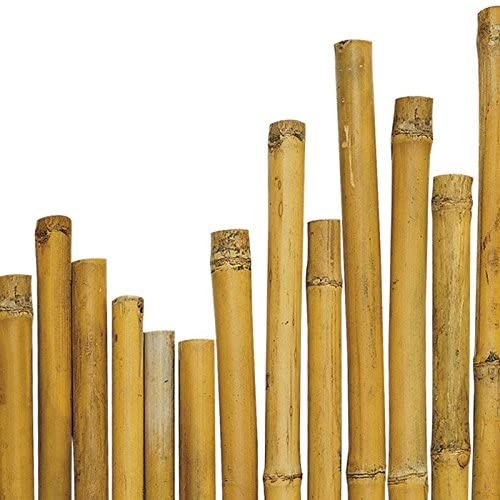 Bambu'